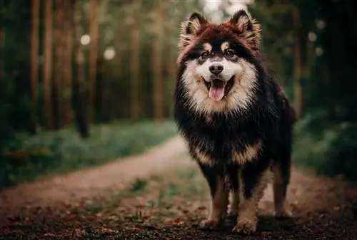 Lapphund ya Kifini