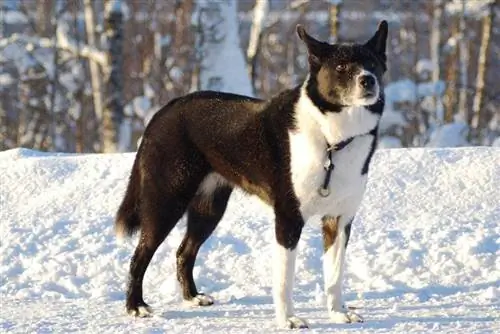 Karelian Bear Dog ձյան մեջ