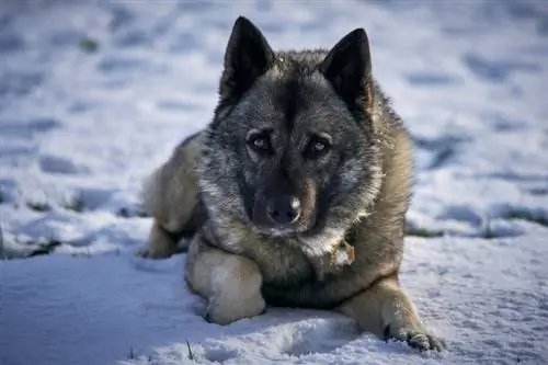 Elkhound noruego en la nieve