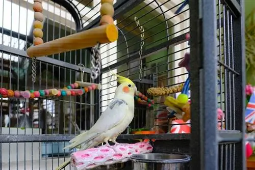 cockatielfågel i sin bur