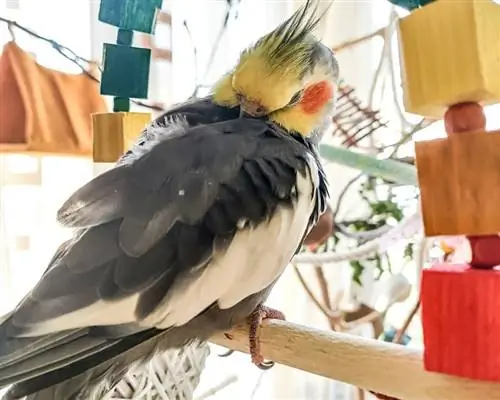 cockatiel lepää