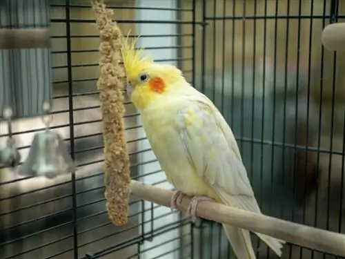 cockatiel în interiorul cuștii mâncând