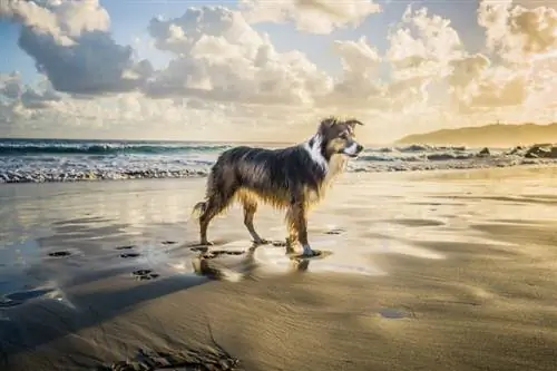 border collie sulla spiaggia