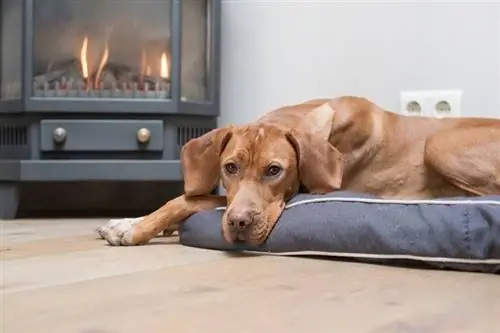 À quel point est-il trop froid pour les chiens dans une maison ? – Gardez votre chien au chaud & en toute sécurité