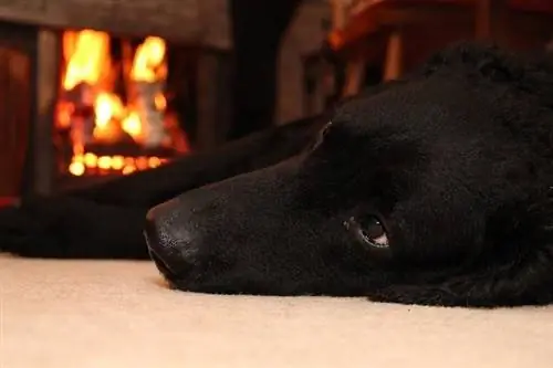 perro junto a la chimenea