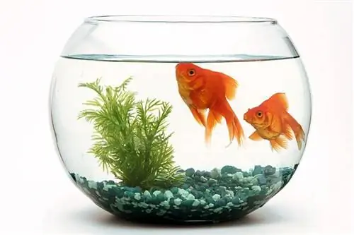 goldfish-fishbowl_LUIS-PADILLA-Fotografia_shutterstock