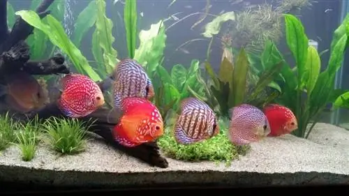 bespreek vissen in aquarium