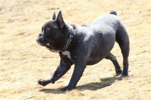 grå fransk bulldog kjører