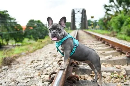 Graue Französische Bulldogge: Infos, Bilder, Eigenschaften, & Fakten