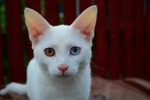 Weiße Katze mit einem blauen und einem gelben Auge