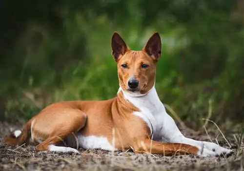 Basenji-ao ar livre