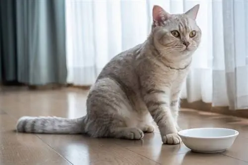 British shorthair cat Silver chocolate kulay dilaw na mga mata