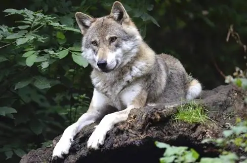 14 pasem psov, ki so genetsko najbližje volkovom (s slikami)