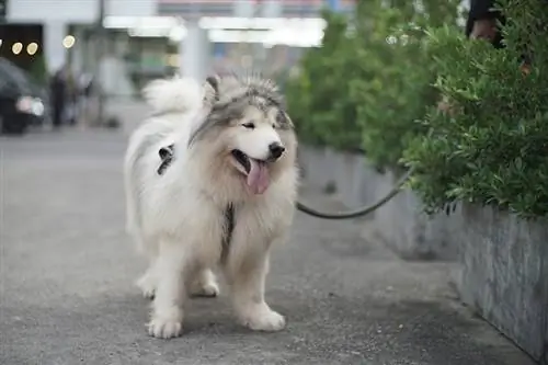 un gigante Alaskan Malamute per strada