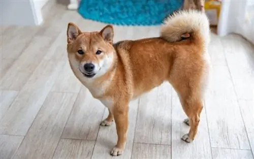 Cachorra Shiba Inu no quarto