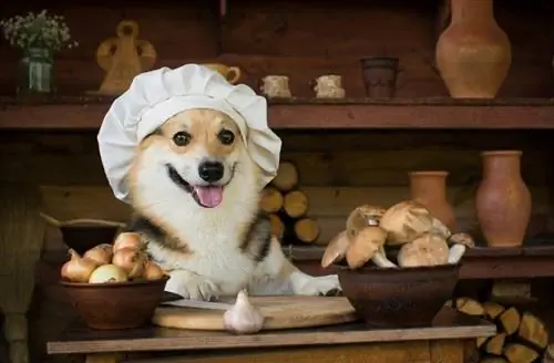 Perro Welsh Corgi prepara champiñones para la cena con cebolla_veronika 7833_shutterstock