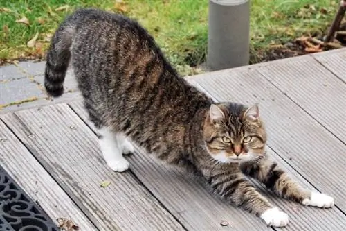 chat maine coon qui s'étire