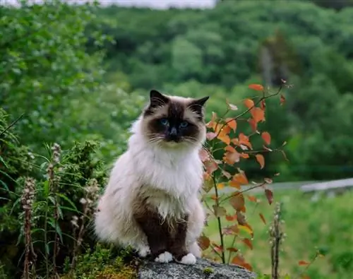 kucing ragdoll di luar ruangan