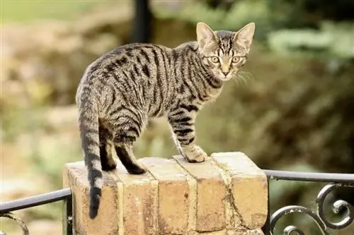 chaton bengal