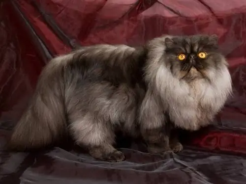 Black Smoke Persian Cat