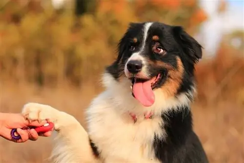 Sådan bliver du hundebehaviourist