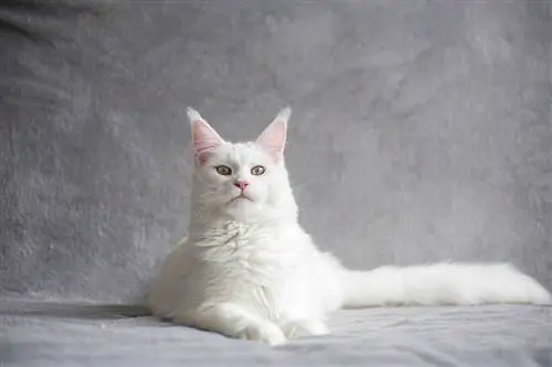 maine coon blanc