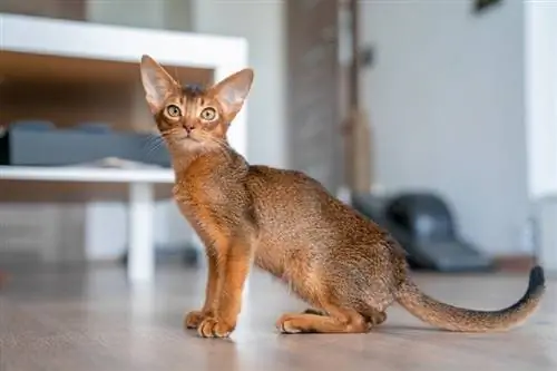 Abessijnse kat in de keuken