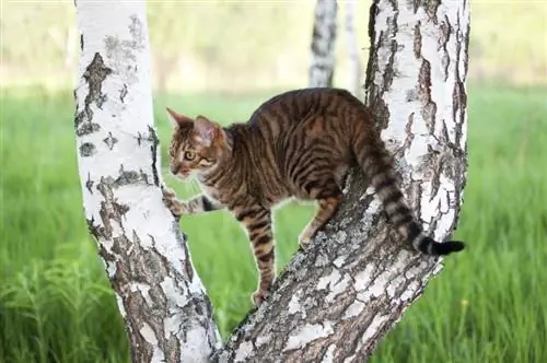 Toyger-kat op witte boom