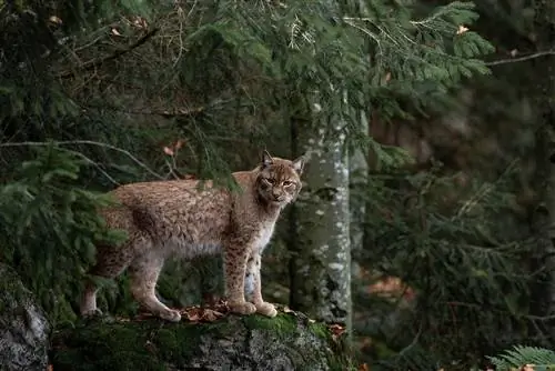 bobcat in het bos