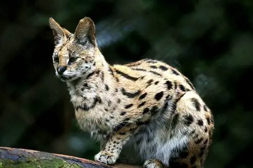 ocelot luonnossa