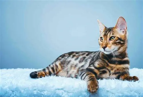 may guhit na tigre bengal na pusa