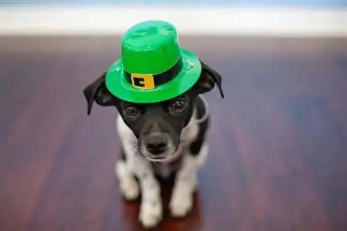 Cachorrinho irlandês shamrock leprechaun