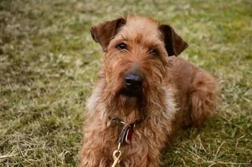 Terrier Irlandês