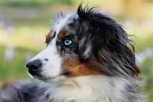 Australische herder gezicht zijaanzicht