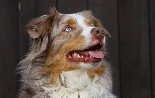 een zijaanzicht close-up van een Australische herdershond