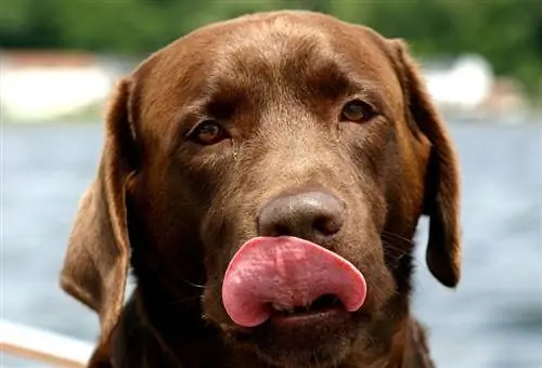 Chocolate labrador