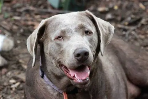 Silver Lab panting