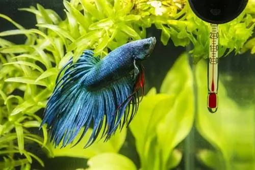 akvariumdagi ko'k betta baliqlari