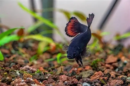 macho plakat betta