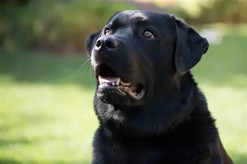 Sort labrador