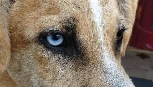 Yeux de chien