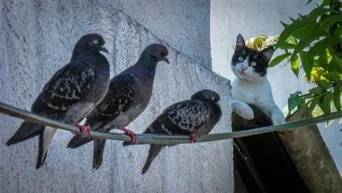 γάτα που κυνηγάει πουλιά