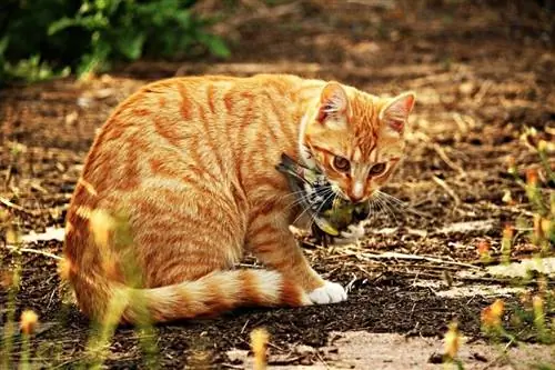 oranje kat wat voël eet