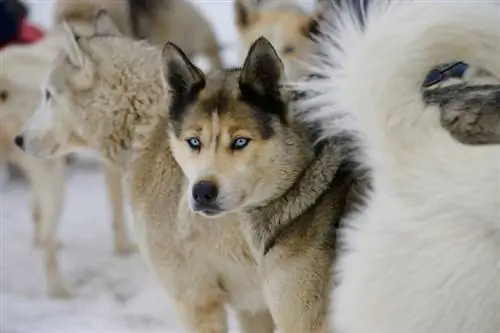 7 tipi di colori degli occhi del cane & La loro rarità (con immagini)