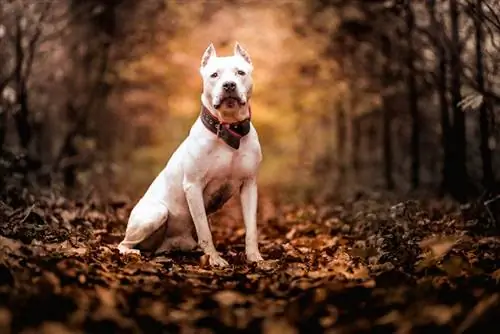 White Pitbull: Faktlar, kelib chiqishi & Tarix (Rasmlar bilan)