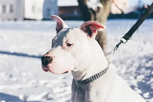 თეთრი pitbull on leash