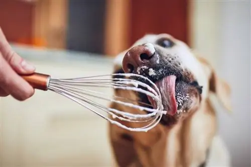 cane che mangia panna montata