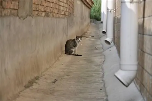 Waarom volgen katten vreemden? 4 redenen & Wat te doen als een kat je volgt