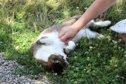 il proprietario del gatto strofina la pancia del suo gatto domestico all'esterno