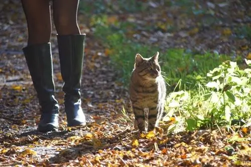 gatto che cammina con il proprietario